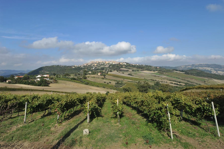 Coltivazioni bio, territorio e raccolta.