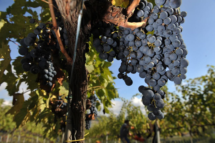 TINTILIA DEL MOLISE